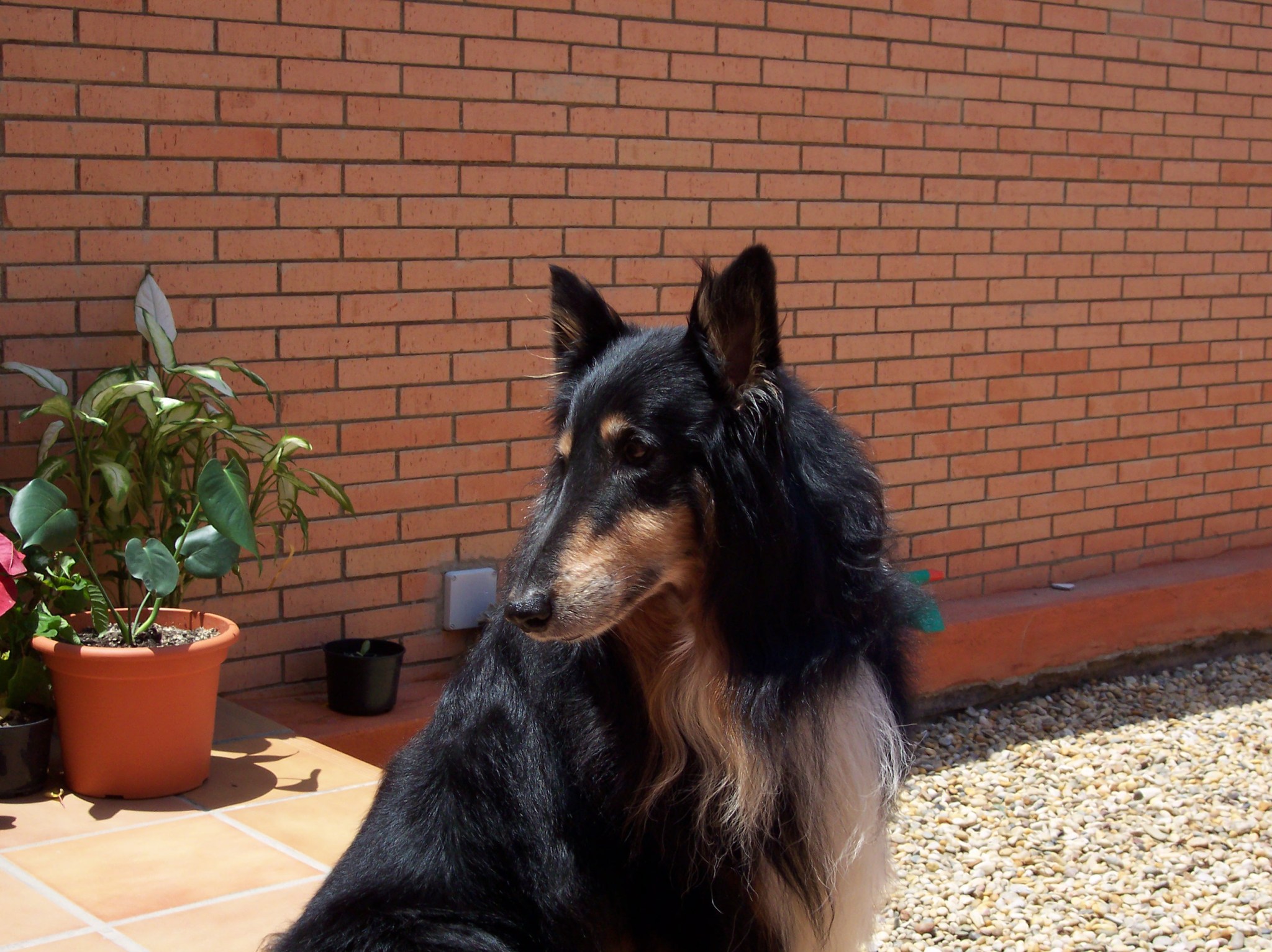 En memoria de blackie.