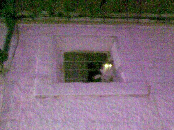 The cat is controlling all your moves